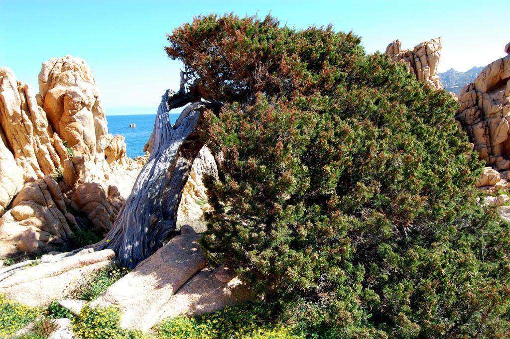 Isola Rossa Appartamenti Superior חדר תמונה